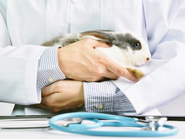 Förbereder kaninen för behandling