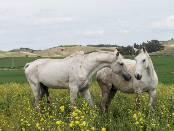 Mating horses