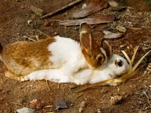 Mating and mating rabbits
