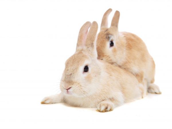 Jak zlepšit účinnost u králíků