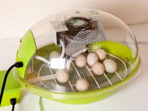 Incubator temperature for chicken eggs