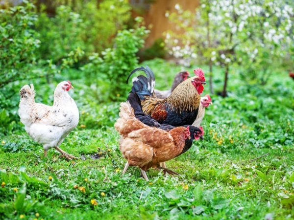وصف وخصائص الدجاج من سلالة الالوان الثلاثة