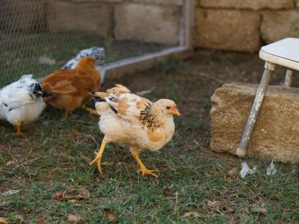Utseende av Tricolor kycklingar Utseende av Tricolor kycklingar