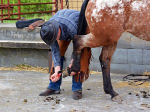 Pflege und Wartung von Pferden zu Hause