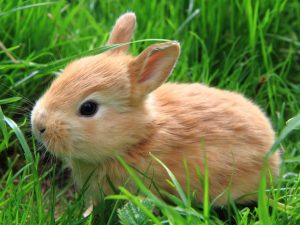 Ear mites in rabbits