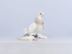 Uzbecké holubice dvouprsté