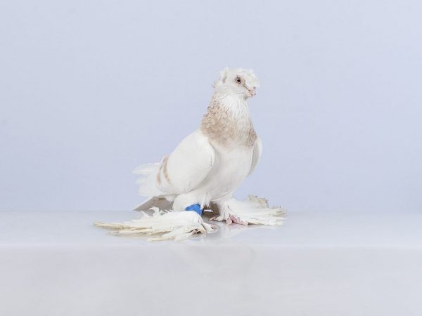 Uzbecké holubice dvouprsté