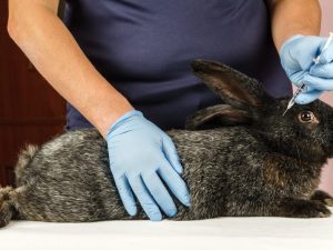 Vacuna para conejos contra la mixomatosis y el VHB