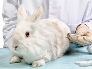 Prävention von Kaninchenkrankheiten