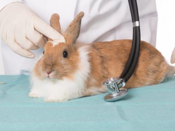 Prevención y tratamiento de conejos.