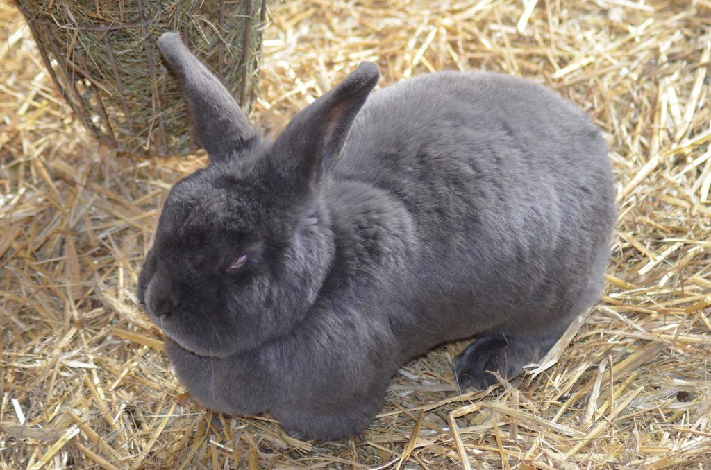 The appearance of the Viennese blue rabbit