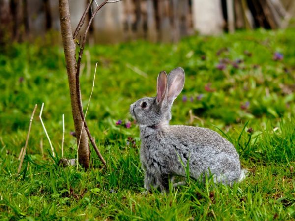 What branches can be given to rabbits