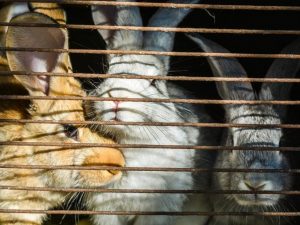 Rabbit enclosure
