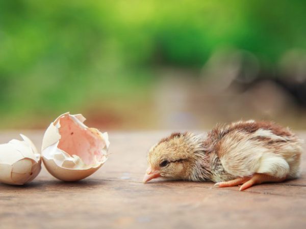 Uitbroedende kuikens uit een ei