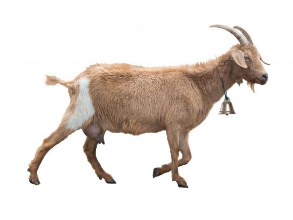 Goat udder