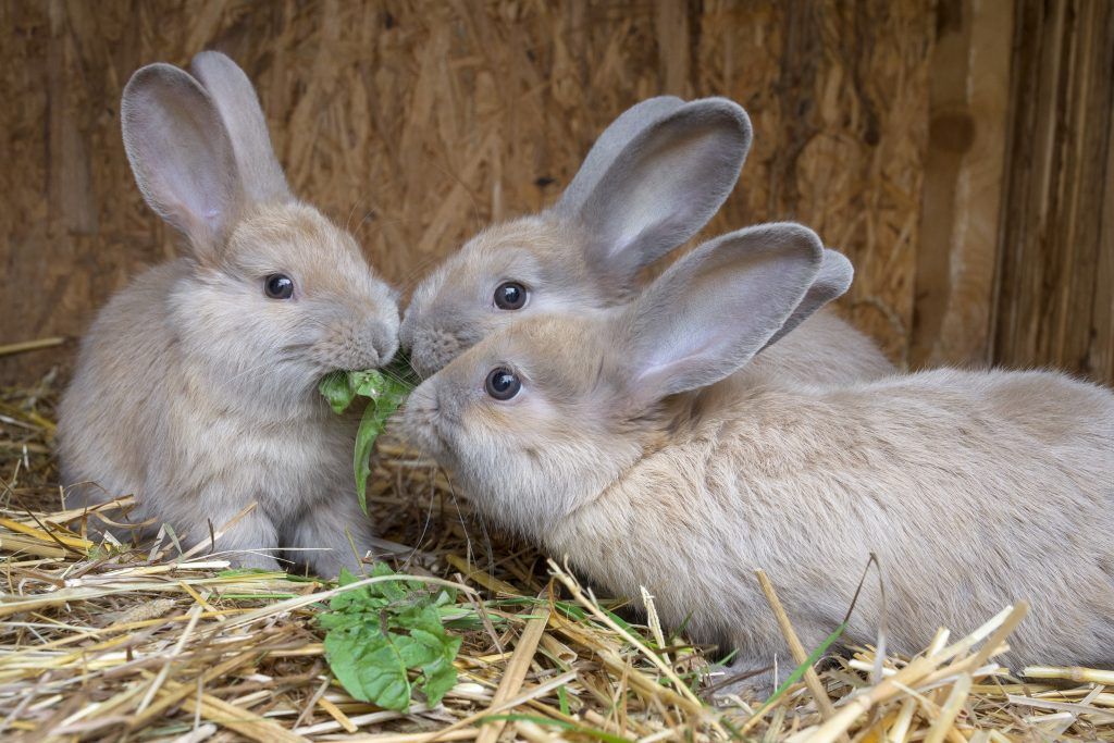 Criando conejos en casa
