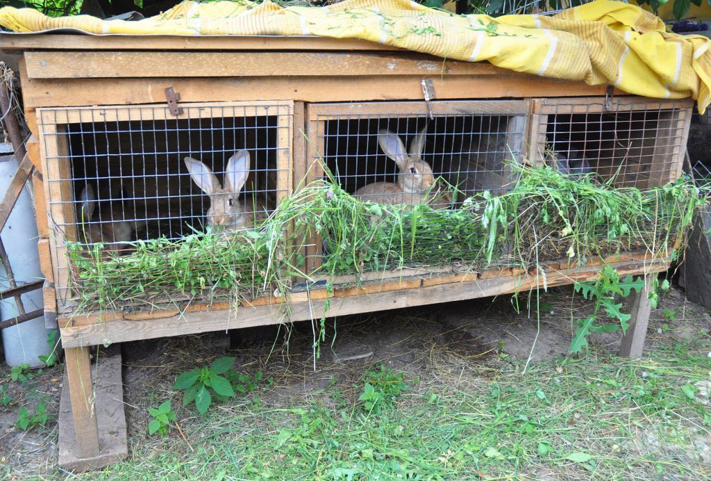 Keeping rabbits in cages