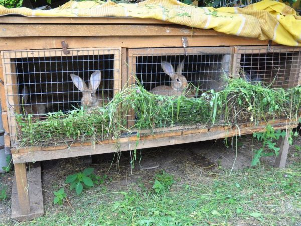 Κρατώντας κουνέλια σε κλουβιά