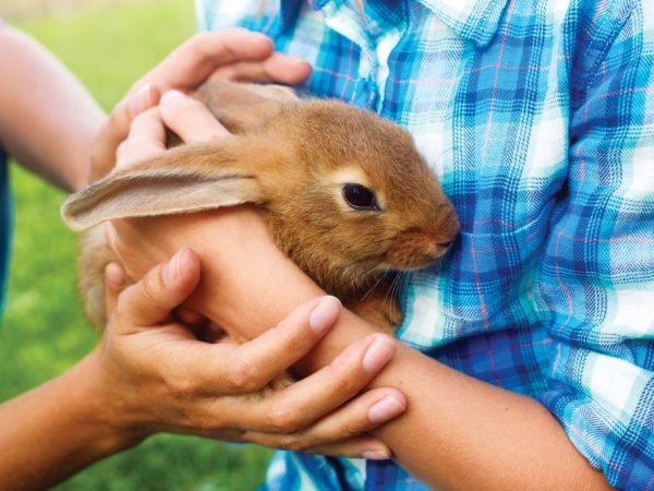 Los conejos necesitan un cuidado suave
