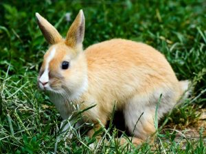 Nadýmání u králíků