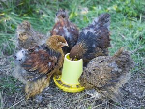 Eierrassen von Hühnern