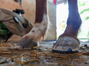 Waarom paarden schoenen