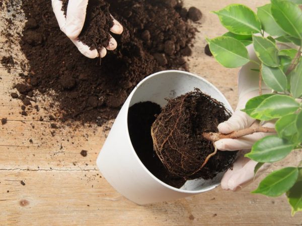 Voor het planten kunt u universele grond gebruiken