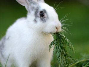 Dientes de conejo