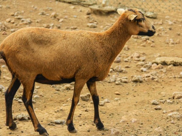 Barbadosské ovce s černým břichem