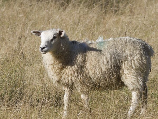Burjatské ovce