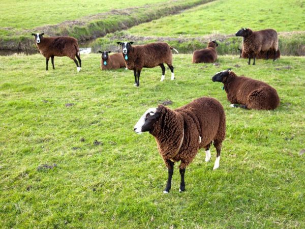 Sheep breed Zwartbles