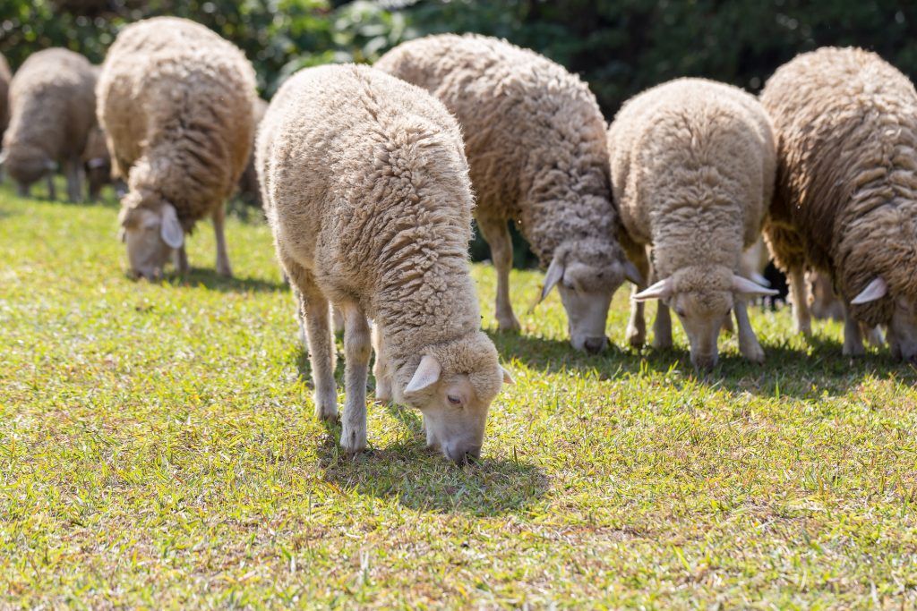 Raza de oveja de carne y lana del norte del Cáucaso