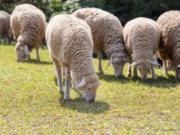 Noord-Kaukasische schapen