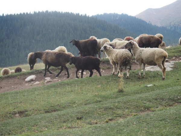 Tien Shan-variëteit aan schapen