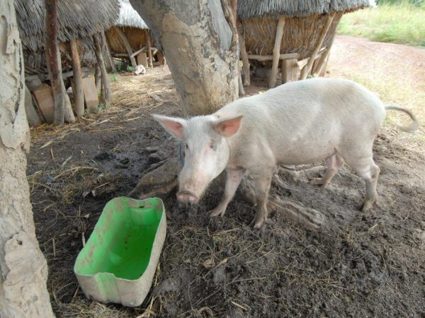 Peste porcine africaine