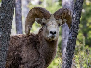 Vlastnosti altajských horských ovcí