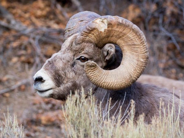 Rams of the Altai breed are distinguished by massive horns