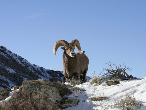Stanoviště horských ovcí Altaj