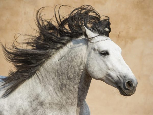 Characteristics of the Andalusian breed