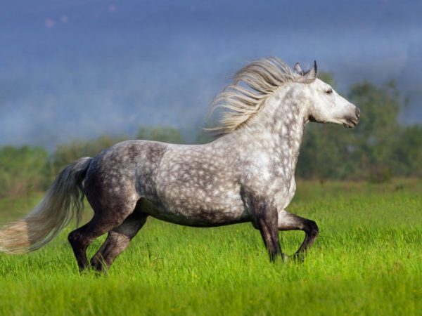 The appearance of the Andalusian breed