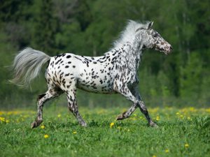 Eigenschaften des Appaloosa-Ponys