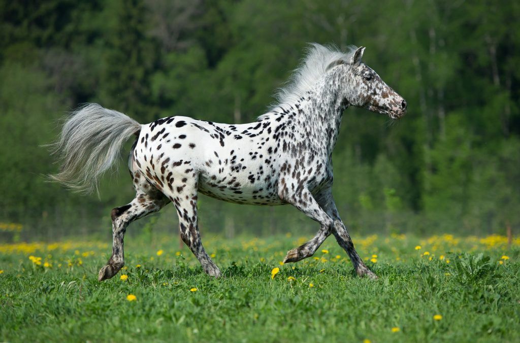 Kännetecken för Appaloosa ponny