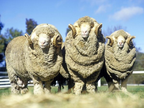 Mouton en laine fine de type viande de laine