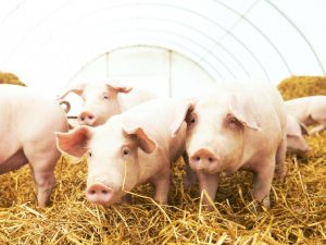 Plan de negocios de la granja porcina