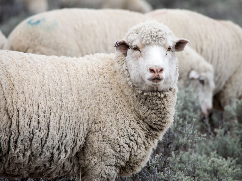 Redenen voor bradzot bij schapen
