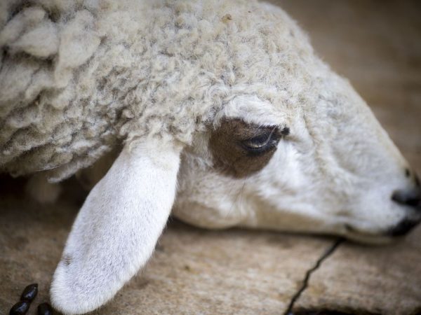Les moutons sont difficiles à tolérer l'humidité et une humidité élevée