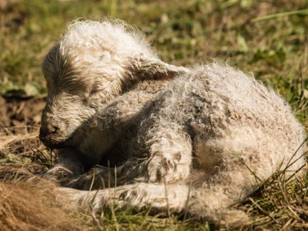 Prevention and treatment of coenurosis in sheep