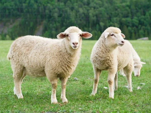 Características de las ovejas de la raza Tsigai.