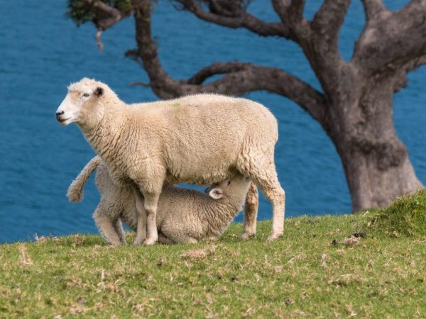 Productiviteit van het Qigai-schapenras