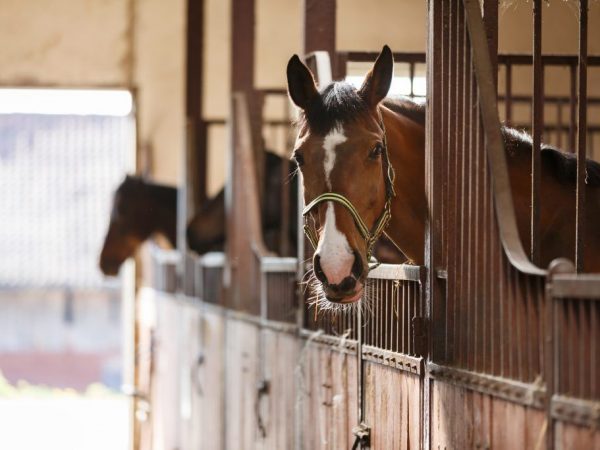 Horses need contact with their relatives